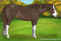 Horse Color:Liver Chestnut Sabino Splash 
