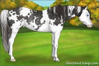 Horse Color:White Spotted Liver Chestnut Sabino Splash Varnish Rabicano