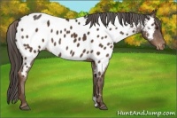 Horse Color:Liver Chestnut Near Leopard 