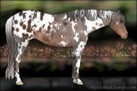 Horse Color:White Spotted Liver Chestnut Varnish 