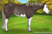 Horse Color:Liver Chestnut Splash Rabicano 
