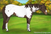 Horse Color:Liver Chestnut Appaloosa