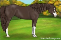 Horse Color:Liver Chestnut Sabino 