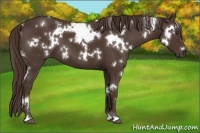 Horse Color:White Spotted Liver Chestnut