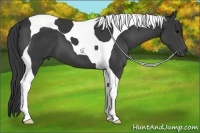 Horse Color:Black Tobiano 