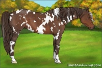 Horse Color:White Spotted Liver Chestnut