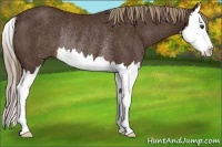 Horse Color:Liver Chestnut Sabino Splash Rabicano 