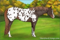 Horse Color:Liver Chestnut Sabino Appaloosa 