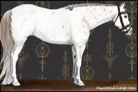Horse Color:Buckskin Splash Near Fewspot 