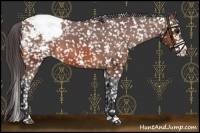 Horse Color:Bay Frame Appaloosa 