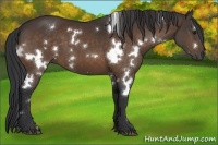 Horse Color:White Spotted Bay 