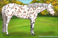 Horse Color:Bay Appaloosa