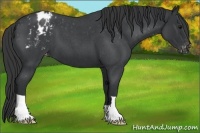 Horse Color:Blue Roan Appaloosa