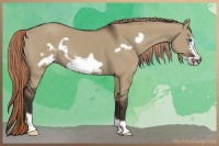 Horse Color:Liver Red Dun Frame 