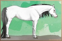 Horse Color:Liver Red Dun Appaloosa 