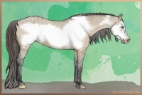 Horse Color:Bay Dun Frame Appaloosa 