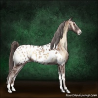 Horse Color:Red Onyx Appaloosa 