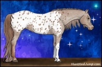 Horse Color:Chestnut Appaloosa