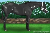 Horse Color:White Spotted Liver Chestnut 