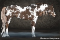 Horse Color:White Spotted Liver Chestnut 