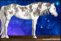 Horse Color:White Spotted Chocolate Palomino Splash Rabicano