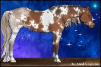 Horse Color:White Spotted Liver Chestnut 
