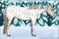 Horse Color:Buckskin Sabino Tobiano Appaloosa 