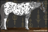 Horse Color:Black Tobiano Appaloosa 