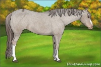 Horse Color:Liver Red Dun Appaloosa 