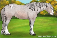 Horse Color:Bay Splash Appaloosa