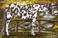 Horse Color:Liver Chestnut Appaloosa 