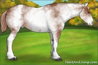 Horse Color:White Spotted Chestnut 