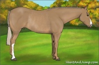 Horse Color:Palomino Rabicano
