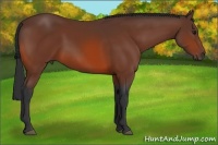 Horse Color:Bay 