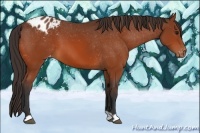 Horse Color:Bay Appaloosa 