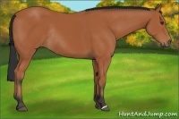 Horse Color:Bay Rabicano 