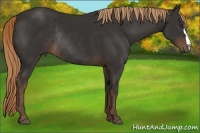 Horse Color:Liver Chestnut Rabicano