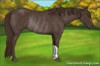 Horse Color:Liver Chestnut Rabicano 