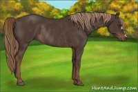 Horse Color:Liver Chestnut Rabicano 
