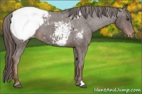 Horse Color:Liver Chestnut Appaloosa 