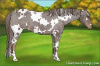 Horse Color:White Spotted Liver Chestnut Varnish 