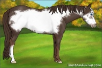 Horse Color:Liver Chestnut Frame