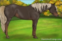 Horse Color:Liver Chestnut 