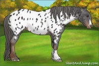 Horse Color:Liver Chestnut Appaloosa Rabicano 