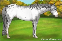 Horse Color:Liver Chestnut Splash Frame Appaloosa  and Liver Chestnut Frame Appaloosa 