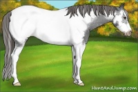 Horse Color:Liver Chestnut Splash Frame Appaloosa 