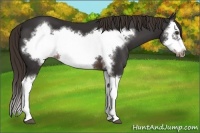 Horse Color:Liver Chestnut Splash Frame 