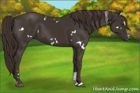 Horse Color:White Spotted Liver Chestnut Sabino