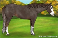 Horse Color:Liver Chestnut Sabino Splash Varnish 
