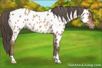 Horse Color:Sable Champagne Near Leopard 